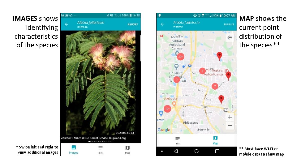 IMAGES shows identifying characteristics of the species * Swipe left and right to view