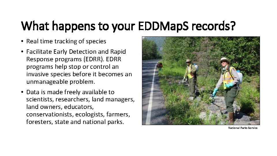 What happens to your EDDMap. S records? • Real time tracking of species •