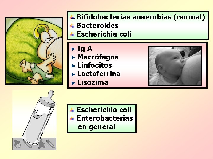 Bifidobacterias anaerobias (normal) Bacteroides Escherichia coli Ig A Macrófagos Linfocitos Lactoferrina Lisozima Escherichia coli