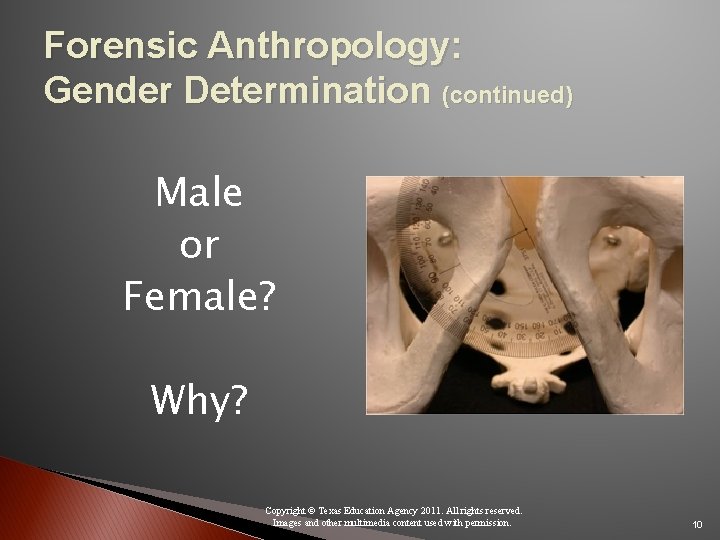Forensic Anthropology: Gender Determination (continued) Male or Female? Why? Copyright © Texas Education Agency