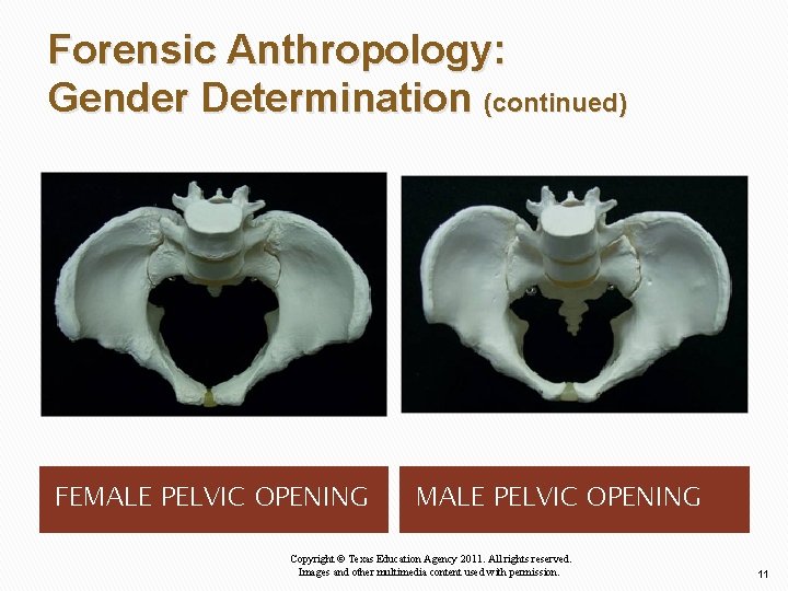 Forensic Anthropology: Gender Determination (continued) FEMALE PELVIC OPENING Copyright © Texas Education Agency 2011.