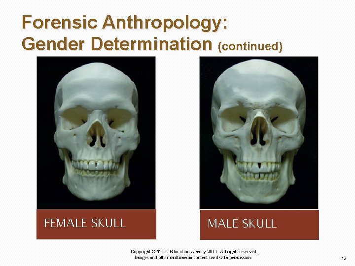 Forensic Anthropology: Gender Determination (continued) FEMALE SKULL Copyright © Texas Education Agency 2011. All