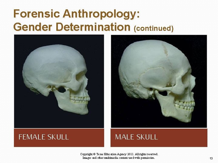 Forensic Anthropology: Gender Determination (continued) FEMALE SKULL Copyright © Texas Education Agency 2011. All