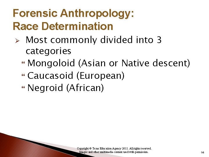 Forensic Anthropology: Race Determination Ø Most commonly divided into 3 categories Mongoloid (Asian or