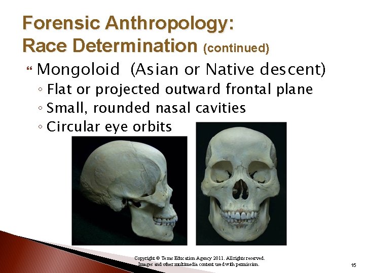 Forensic Anthropology: Race Determination (continued) Mongoloid (Asian or Native descent) ◦ Flat or projected