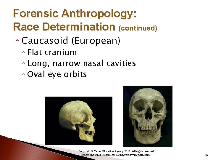 Forensic Anthropology: Race Determination (continued) Caucasoid (European) ◦ Flat cranium ◦ Long, narrow nasal