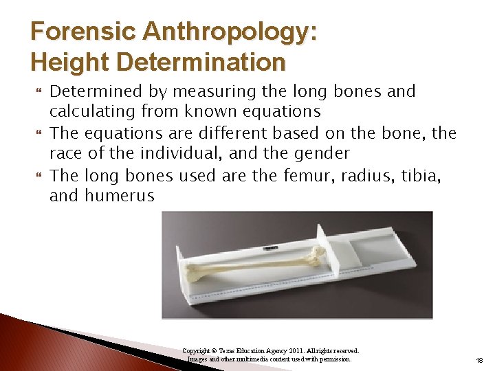 Forensic Anthropology: Height Determination Determined by measuring the long bones and calculating from known