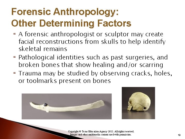 Forensic Anthropology: Other Determining Factors A forensic anthropologist or sculptor may create facial reconstructions