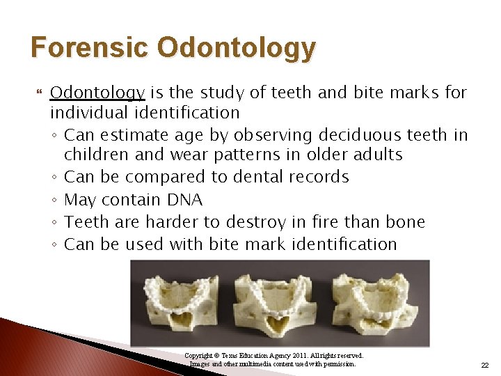 Forensic Odontology is the study of teeth and bite marks for individual identification ◦