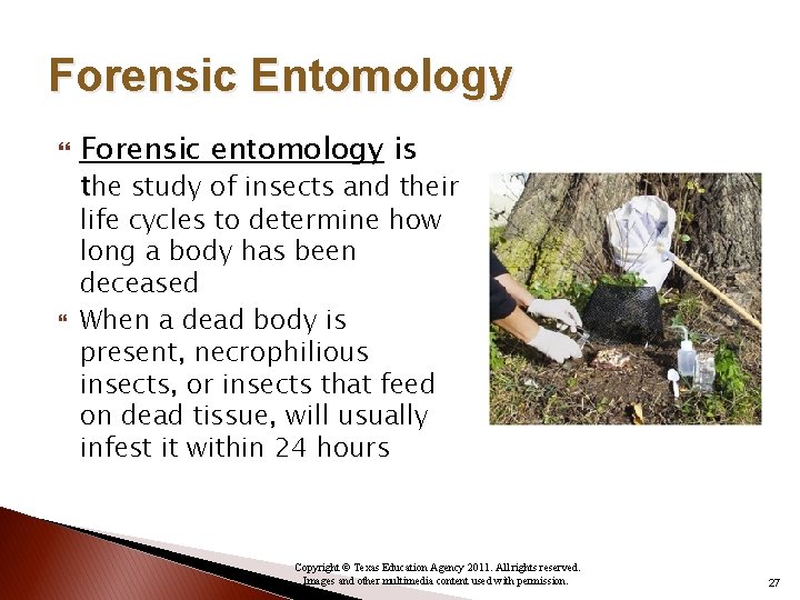 Forensic Entomology Forensic entomology is the study of insects and their life cycles to