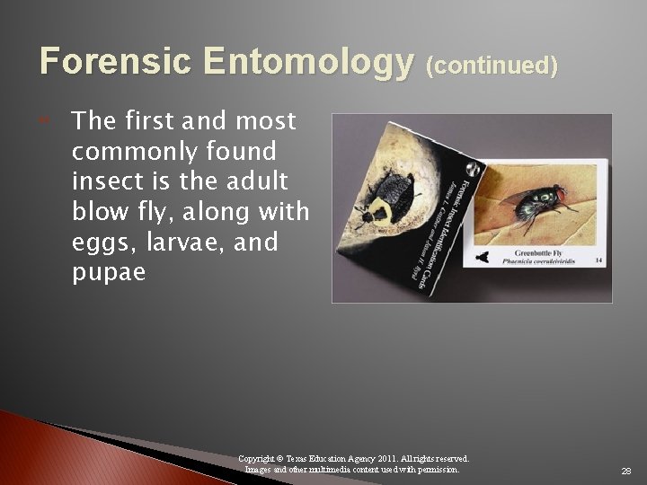 Forensic Entomology (continued) The first and most commonly found insect is the adult blow
