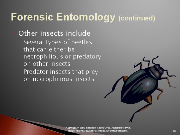 Forensic Entomology (continued) Other insects include ◦ Several types of beetles that can either