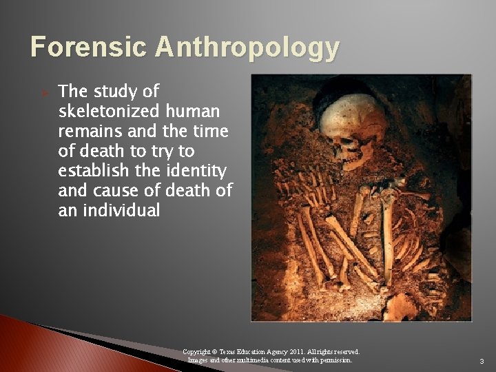 Forensic Anthropology Ø The study of skeletonized human remains and the time of death