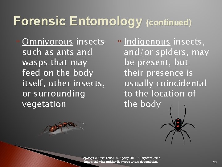 Forensic Entomology (continued) Omnivorous insects such as ants and wasps that may feed on