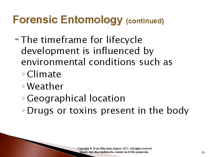 Forensic Entomology (continued) The timeframe for lifecycle development is influenced by environmental conditions such