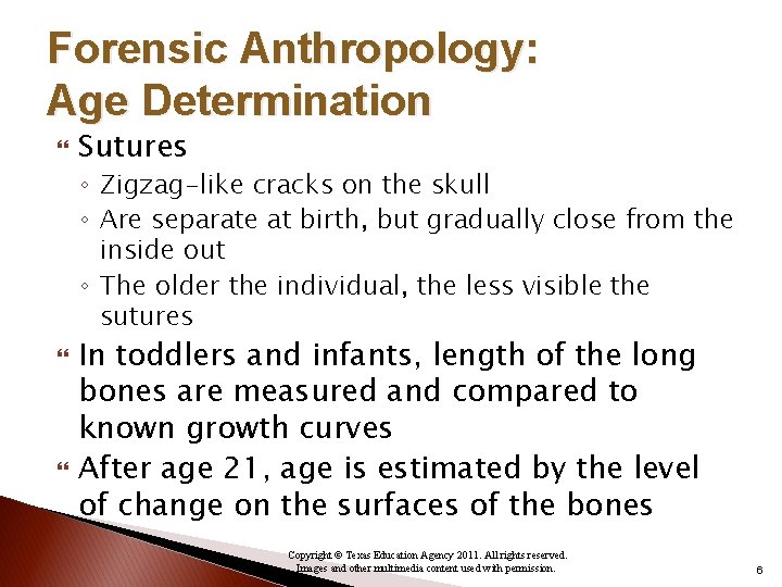 Forensic Anthropology: Age Determination Sutures ◦ Zigzag-like cracks on the skull ◦ Are separate
