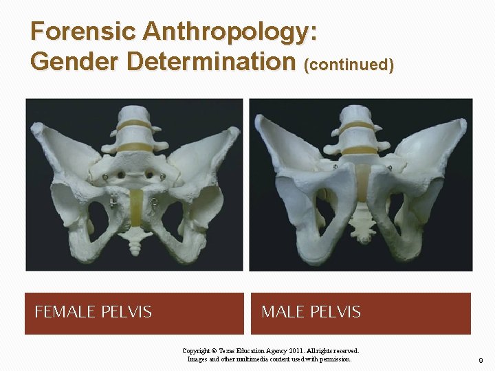 Forensic Anthropology: Gender Determination (continued) FEMALE PELVIS Copyright © Texas Education Agency 2011. All