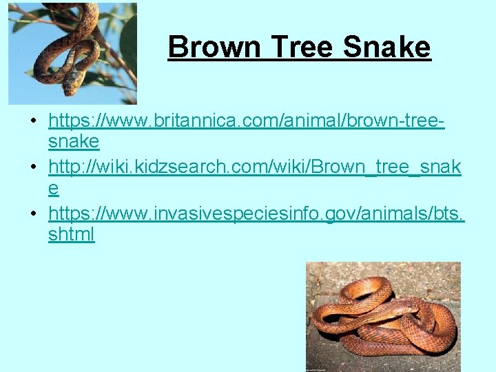 Brown Tree Snake • https: //www. britannica. com/animal/brown-treesnake • http: //wiki. kidzsearch. com/wiki/Brown_tree_snak e