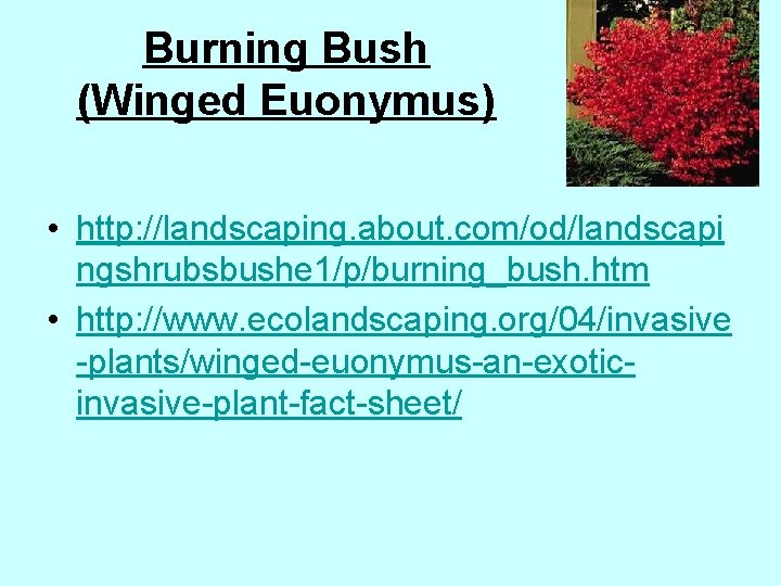 Burning Bush (Winged Euonymus) • http: //landscaping. about. com/od/landscapi ngshrubsbushe 1/p/burning_bush. htm • http: