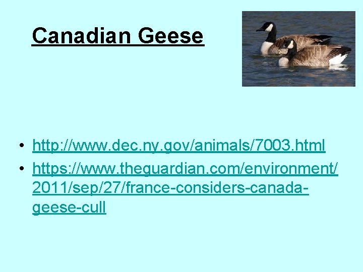 Canadian Geese • http: //www. dec. ny. gov/animals/7003. html • https: //www. theguardian. com/environment/