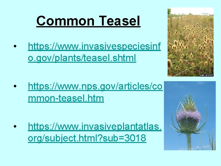 Common Teasel • https: //www. invasivespeciesinf o. gov/plants/teasel. shtml • https: //www. nps. gov/articles/co