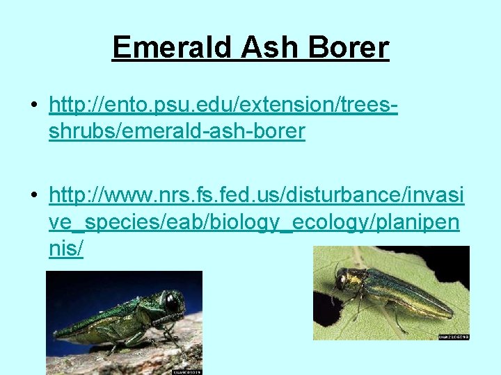 Emerald Ash Borer • http: //ento. psu. edu/extension/treesshrubs/emerald-ash-borer • http: //www. nrs. fed. us/disturbance/invasi