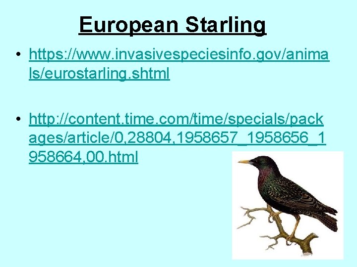 European Starling • https: //www. invasivespeciesinfo. gov/anima ls/eurostarling. shtml • http: //content. time. com/time/specials/pack