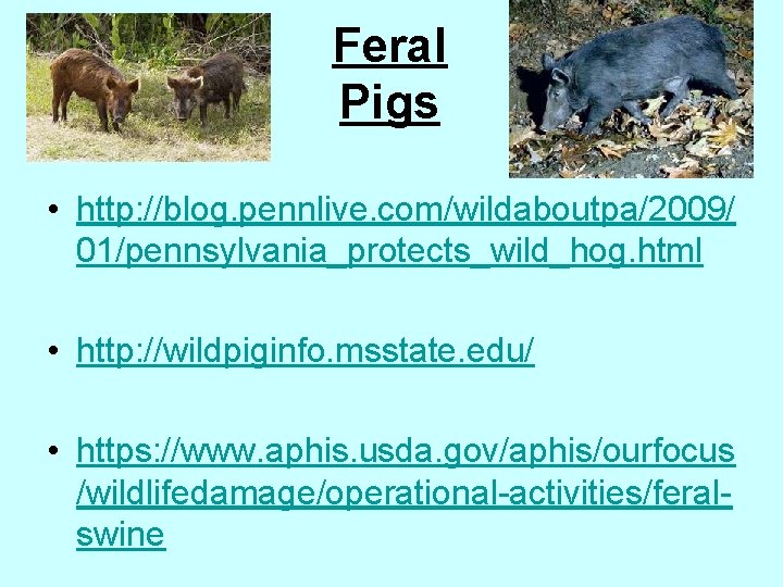 Feral Pigs • http: //blog. pennlive. com/wildaboutpa/2009/ 01/pennsylvania_protects_wild_hog. html • http: //wildpiginfo. msstate. edu/