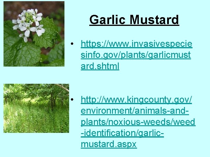 Garlic Mustard • https: //www. invasivespecie sinfo. gov/plants/garlicmust ard. shtml • http: //www. kingcounty.