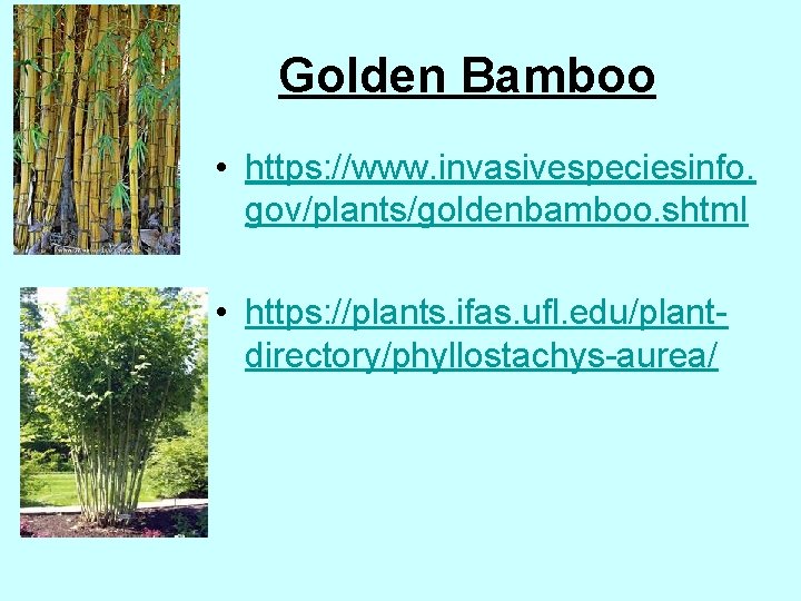 Golden Bamboo • https: //www. invasivespeciesinfo. gov/plants/goldenbamboo. shtml • https: //plants. ifas. ufl. edu/plantdirectory/phyllostachys-aurea/