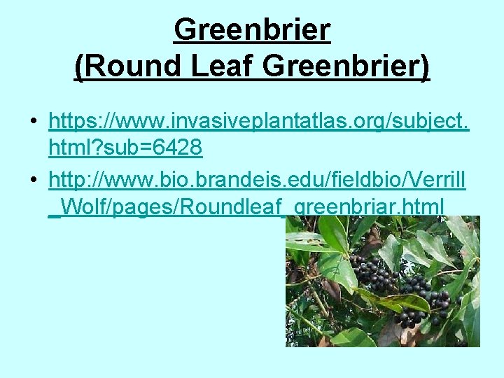 Greenbrier (Round Leaf Greenbrier) • https: //www. invasiveplantatlas. org/subject. html? sub=6428 • http: //www.