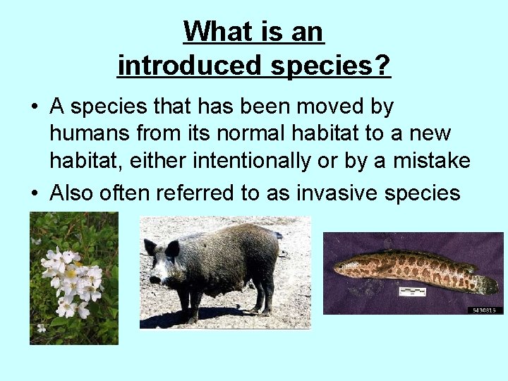 What is an introduced species? • A species that has been moved by humans