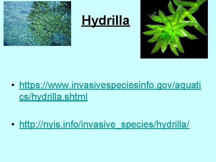 Hydrilla • https: //www. invasivespeciesinfo. gov/aquati cs/hydrilla. shtml • http: //nyis. info/invasive_species/hydrilla/ 