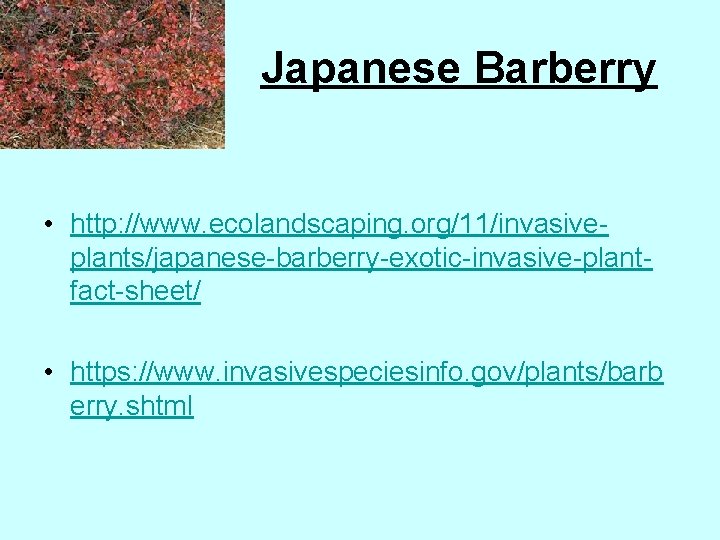 Japanese Barberry • http: //www. ecolandscaping. org/11/invasiveplants/japanese-barberry-exotic-invasive-plantfact-sheet/ • https: //www. invasivespeciesinfo. gov/plants/barb erry. shtml