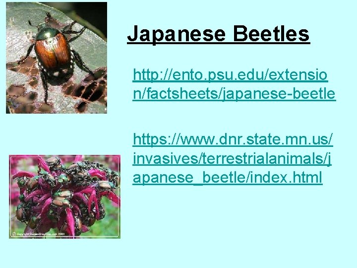 Japanese Beetles http: //ento. psu. edu/extensio n/factsheets/japanese-beetle https: //www. dnr. state. mn. us/ invasives/terrestrialanimals/j