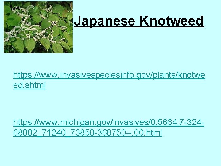 Japanese Knotweed https: //www. invasivespeciesinfo. gov/plants/knotwe ed. shtml https: //www. michigan. gov/invasives/0, 5664, 7