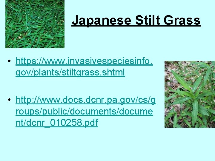 Japanese Stilt Grass • https: //www. invasivespeciesinfo. gov/plants/stiltgrass. shtml • http: //www. docs. dcnr.