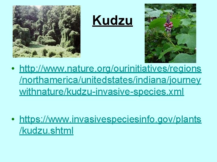 Kudzu • http: //www. nature. org/ourinitiatives/regions /northamerica/unitedstates/indiana/journey withnature/kudzu-invasive-species. xml • https: //www. invasivespeciesinfo. gov/plants