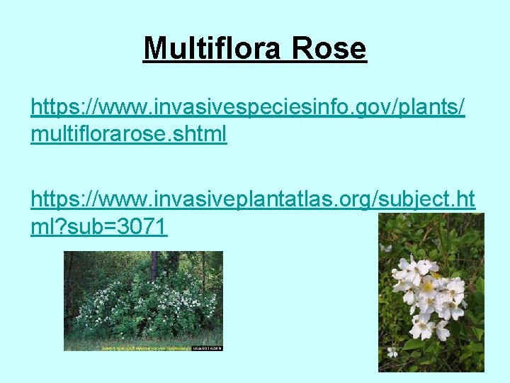 Multiflora Rose https: //www. invasivespeciesinfo. gov/plants/ multiflorarose. shtml https: //www. invasiveplantatlas. org/subject. ht ml?