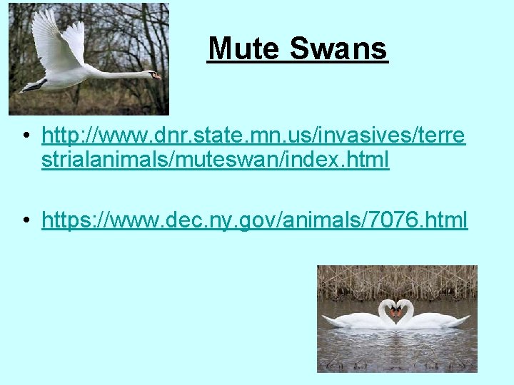 Mute Swans • http: //www. dnr. state. mn. us/invasives/terre strialanimals/muteswan/index. html • https: //www.