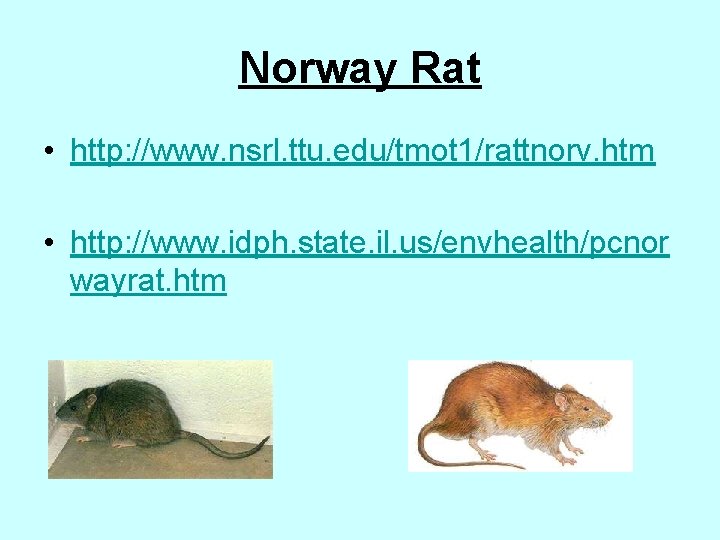 Norway Rat • http: //www. nsrl. ttu. edu/tmot 1/rattnorv. htm • http: //www. idph.