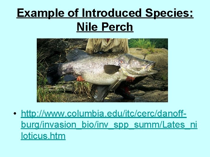 Example of Introduced Species: Nile Perch • http: //www. columbia. edu/itc/cerc/danoffburg/invasion_bio/inv_spp_summ/Lates_ni loticus. htm 