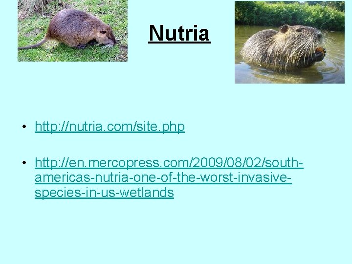 Nutria • http: //nutria. com/site. php • http: //en. mercopress. com/2009/08/02/southamericas-nutria-one-of-the-worst-invasivespecies-in-us-wetlands 