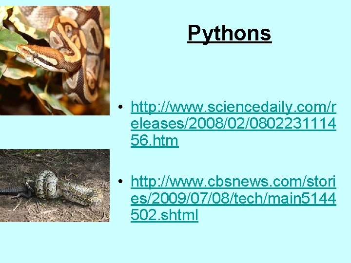 Pythons • http: //www. sciencedaily. com/r eleases/2008/02/0802231114 56. htm • http: //www. cbsnews. com/stori