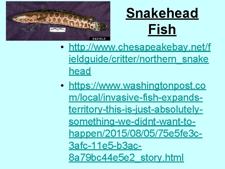 Snakehead Fish • http: //www. chesapeakebay. net/f ieldguide/critter/northern_snake head • https: //www. washingtonpost. co