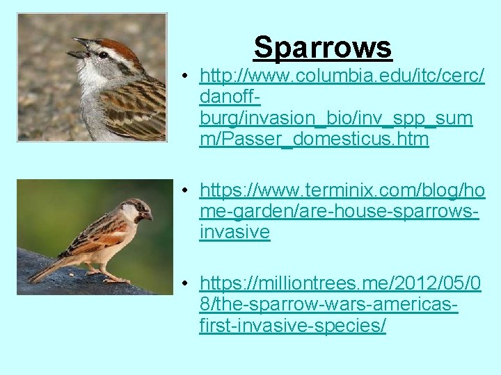 Sparrows • http: //www. columbia. edu/itc/cerc/ danoffburg/invasion_bio/inv_spp_sum m/Passer_domesticus. htm • https: //www. terminix. com/blog/ho