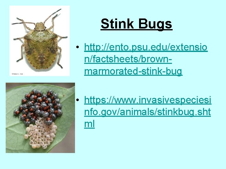 Stink Bugs • http: //ento. psu. edu/extensio n/factsheets/brownmarmorated-stink-bug • https: //www. invasivespeciesi nfo. gov/animals/stinkbug.