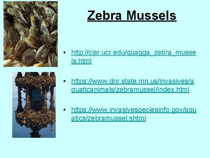 Zebra Mussels • http: //cisr. ucr. edu/quagga_zebra_musse ls. html • https: //www. dnr. state.