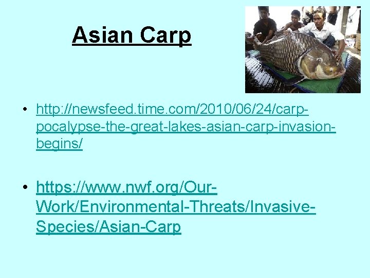 Asian Carp • http: //newsfeed. time. com/2010/06/24/carppocalypse-the-great-lakes-asian-carp-invasionbegins/ • https: //www. nwf. org/Our. Work/Environmental-Threats/Invasive. Species/Asian-Carp