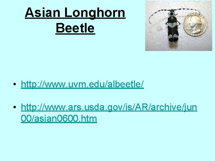 Asian Longhorn Beetle • http: //www. uvm. edu/albeetle/ • http: //www. ars. usda. gov/is/AR/archive/jun